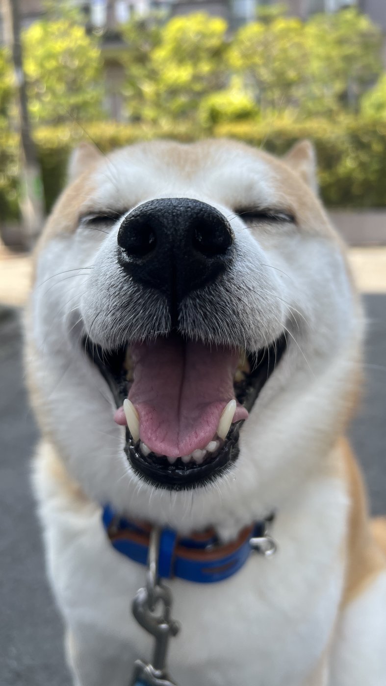 看板犬の青